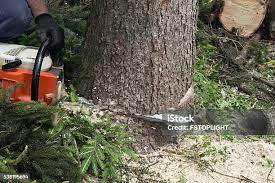 Soil Testing and Treatment in Tallulah, LA