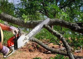 How Our Tree Care Process Works  in  Tallulah, LA