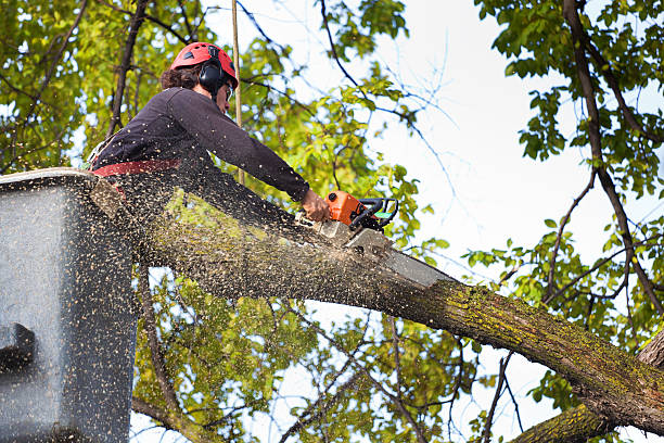 Lawn Watering Services in Tallulah, LA